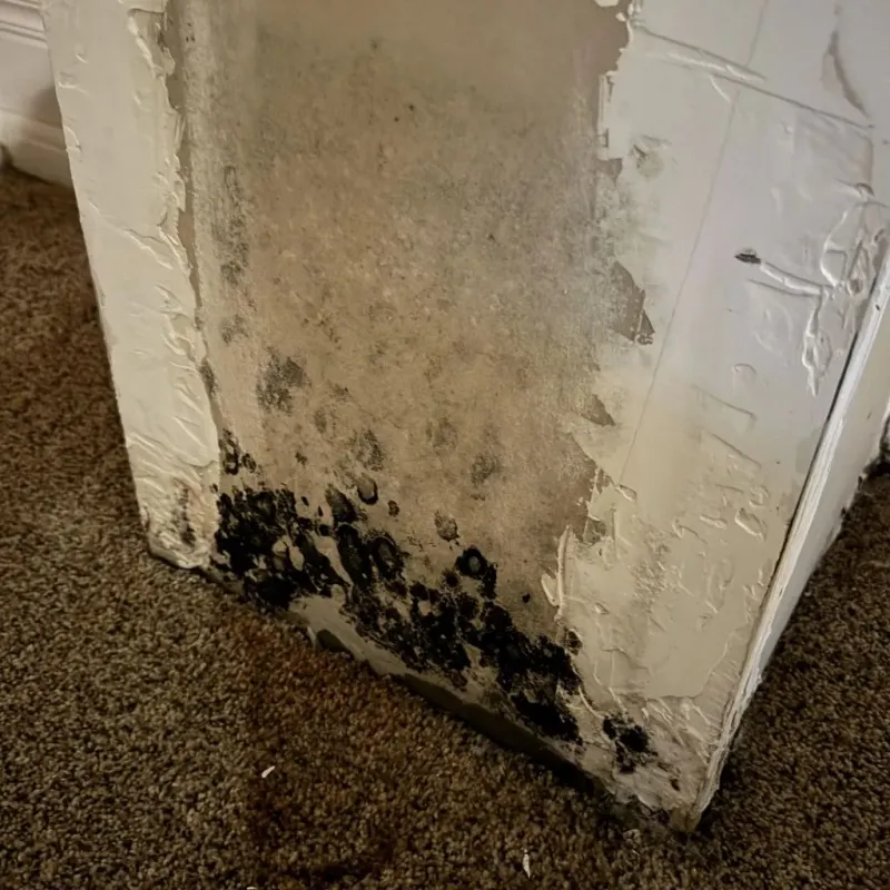 Professional Mold Removal in Battle Ground, IN